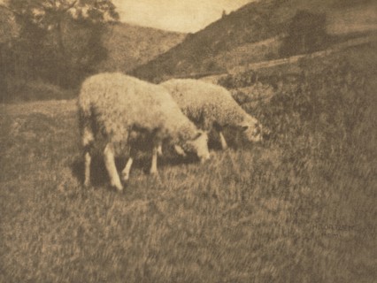 Camera Work: Sheep, 1906. Hans Watzek (Austrian, 1848-1903). Photogravure