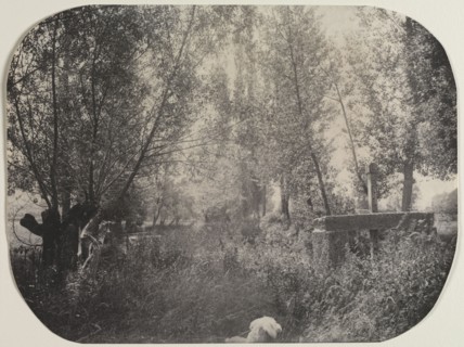 Untitled (Landscape with Dog), c. 1910. Unidentified Photographer. Platinum print; image: 16.8 x 22