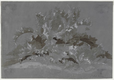 Study of Weeds, 1800-1850. Jean Antoine Linck (Swiss, 1766-1843). Brush and gray, black and white