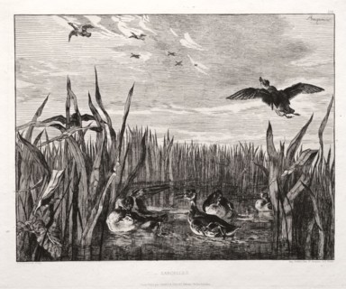 published by the Societé des Aquafortistes, 1864: Teals, 1853 (printed 1864). Félix Bracquemond