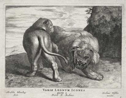 Various Lions. Abraham Blooteling (Dutch, 1640-1690), after Peter Paul Rubens (Flemish, 1577-1640).