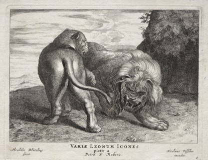 Various Lions. Abraham Blooteling (Dutch, 1640-1690), after Peter Paul Rubens (Flemish, 1577-1640).