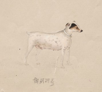 Dog, 1800s. India, Company School, 19th century. Color on paper; overall: 16.8 x 21.1 cm (6 5/8 x 8