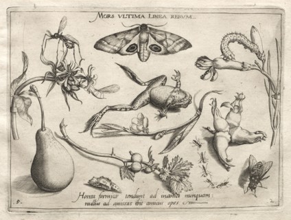 Archetypes and Studies: Death is the line that marks the end of all (Part II, plate 5), 1592. Joris