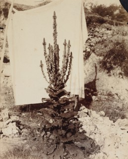 Mullein in Bloom, c. 1897-1899. Eugène Atget (French, 1857-1927). Albumen print; image: 21.8 x 17.6