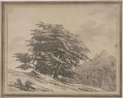 Delineations of the General Character Ramifications and Foliage of Forest Trees: Cedar, 1789. John