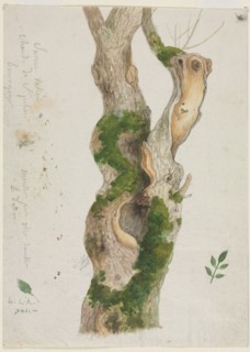 Study of a Tree Trunk. Georges Michel (French, 1763-1843). Graphite and watercolor; sheet: 23.2 x