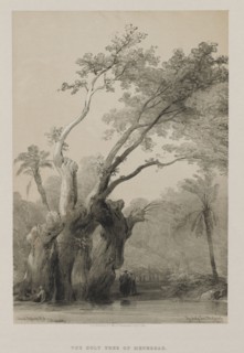 Egypt and Nubia, Volume III: The Holy Tree of Metereah, 1849. Louis Haghe (British, 1806-1885), F.G