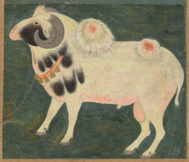 A royal ram with a gold chain, c. 1585; border added probably 1700s. India, Mughal. Opaque