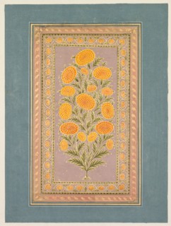 Flowering Marigold, c. 1765. Style of Hunhar II (Indian, active mid-1700s). Opaque watercolor with