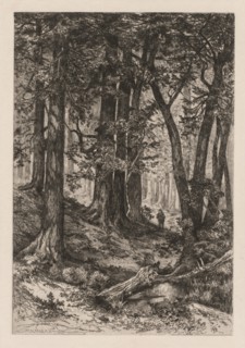 Interior of a California Forest (after Thomas Moran (American, 1837-1926)), 1888. Mary Nimmo Moran
