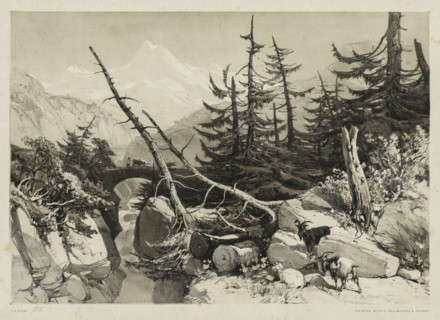 Pine Trees and Bridge, 1841. James Duffield Harding (British, 1798-1863). Lithograph with tint