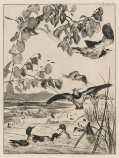 Lapwings and Teals, 1862. Félix Bracquemond (French, 1833-1914). Etching on laid paper; sheet: 46 x