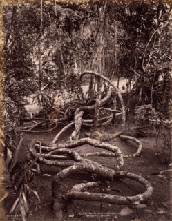 A Creeper in the Peradeniya Gardens, Ceylon, c. 1880. Scowen & Co. (British, active Ceylon,