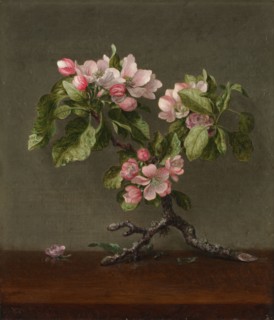 Apple Blossoms, 1873. Martin Johnson Heade (American, 1819-1904). Oil on canvas; unframed: 35.8 x