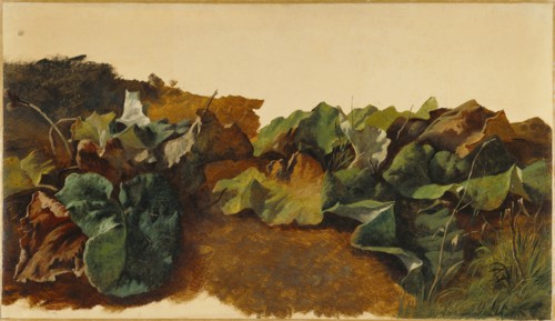 Large Butterburr Leaves and Grass; Gilles-François-Joseph Closson, Belgian, 1796 - 1842, Belgium; about 1825 - 1829