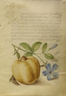 Periwinkle, Apple, and Lizard; Joris Hoefnagel, Flemish , Hungarian, 1542 - 1600, and Georg Bocskay, Hungarian, died 1575