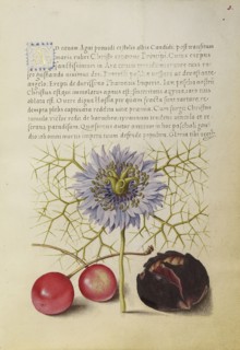 Love-in-a-Mist, Sweet Cherry, and Spanish Chestnut; Joris Hoefnagel, Flemish , Hungarian, 1542 - 1600, and Georg Bocskay