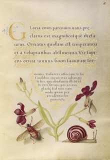 Gillyflower, Mayfly, Fly, and Snail; Joris Hoefnagel, Flemish , Hungarian, 1542 - 1600, and Georg Bocskay, Hungarian, died 1575