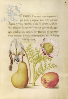 Caterpillar, Dog-Tooth Violet, Pear, and Apricot; Joris Hoefnagel, Flemish , Hungarian, 1542 - 1600, and Georg Bocskay