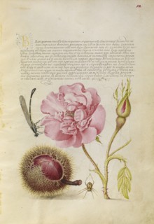 Damselfly, French Rose, Spanish Chestnut, and Spider; Joris Hoefnagel, Flemish , Hungarian, 1542 - 1600, and Georg Bocskay