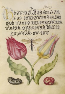 Tulips, Fly, Kidney Bean, and Bean; Joris Hoefnagel, Flemish , Hungarian, 1542 - 1600, and Georg Bocskay, Hungarian, died 1575