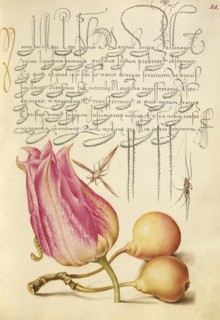 Insect, Tulip, Caterpillar, Spider, and Pear; Joris Hoefnagel, Flemish , Hungarian, 1542 - 1600, and Georg Bocskay Hungarian