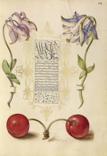 European Columbines and Sweet Cherry; Joris Hoefnagel, Flemish , Hungarian, 1542 - 1600, and Georg Bocskay, Hungarian, died