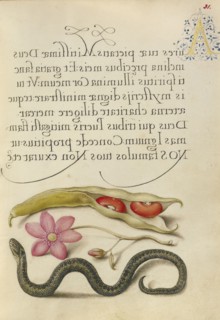 Kidney Bean, Poppy Anemone, and Adder; Joris Hoefnagel, Flemish , Hungarian, 1542 - 1600, and Georg Bocskay, Hungarian, died