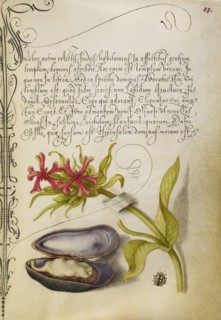 Maltese Cross, Mussel, and Ladybird; Joris Hoefnagel, Flemish , Hungarian, 1542 - 1600, and Georg Bocskay Hungarian, died 1575