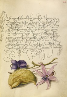 Sweet Violet, Gourd, and Dog-Tooth Violet; Joris Hoefnagel, Flemish , Hungarian, 1542 - 1600, and Georg Bocskay Hungarian
