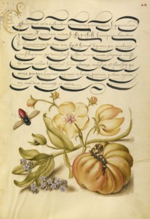 Insect, Moth Mullein, Forget-Me-Not, and Tomato; Joris Hoefnagel, Flemish , Hungarian, 1542 - 1600, and Georg Bocskay
