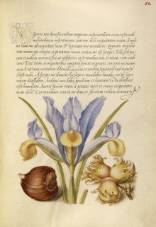 Spanish Chestnut, English Iris, and European Filbert; Joris Hoefnagel, Flemish , Hungarian, 1542 - 1600, and Georg Bocskay