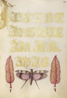 Chard Leaves and Red-Winged Grasshopper; Joris Hoefnagel, Flemish , Hungarian, 1542 - 1600, and Georg Bocskay, Hungarian, died