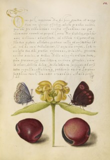 Moths, Jerusalem Sage, and Beans; Joris Hoefnagel, Flemish , Hungarian, 1542 - 1600, and Georg Bocskay, Hungarian, died 1575