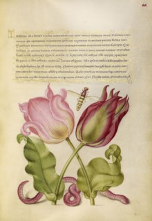 Tulips, Insect, and Worm; Joris Hoefnagel, Flemish , Hungarian, 1542 - 1600, and Georg Bocskay, Hungarian, died 1575, Vienna