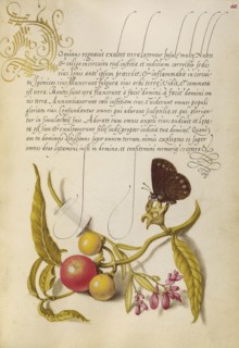 Ringlet, False Jerusalem Cherry, and Milkwort; Joris Hoefnagel, Flemish , Hungarian, 1542 - 1600, and Georg Bocskay, Hungarian