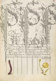 Caterpillar and Globeflower; Joris Hoefnagel, Flemish , Hungarian, 1542 - 1600, and Georg Bocskay, Hungarian, died 1575