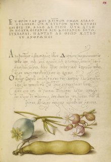 Opium Poppy, Bladder Campion, and Broad Bean; Joris Hoefnagel, Flemish , Hungarian, 1542 - 1600, and Georg Bocskay, Hungarian