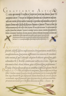 Insects and Carnation; Joris Hoefnagel, Flemish , Hungarian, 1542 - 1600, and Georg Bocskay, Hungarian, died 1575, Vienna