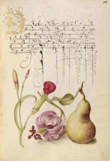 Carnation, Martagon Lily, and Pear; Joris Hoefnagel, Flemish , Hungarian, 1542 - 1600, and Georg Bocskay, Hungarian, died 1575
