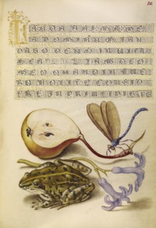 Pear, Lake Demoiselle, Moor Frog, and Hyacinth; Joris Hoefnagel, Flemish , Hungarian, 1542 - 1600, and Georg Bocskay, Hungarian