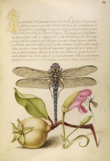 Dragonfly, Pear, Carnation, and Insect; Joris Hoefnagel, Flemish , Hungarian, 1542 - 1600, and Georg Bocskay, Hungarian, died