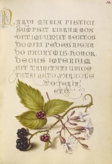Blackberry and Nottingham Catchfly; Joris Hoefnagel, Flemish , Hungarian, 1542 - 1600, and Georg Bocskay, Hungarian, died 1575