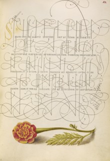 French Marigold; Joris Hoefnagel, Flemish , Hungarian, 1542 - 1600, and Georg Bocskay, Hungarian, died 1575, Vienna, Austria