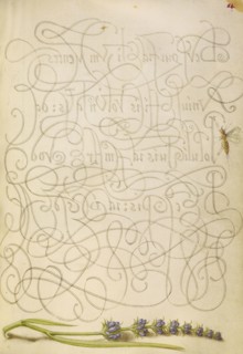 Insect and Hyssop; Joris Hoefnagel, Flemish , Hungarian, 1542 - 1600, and Georg Bocskay, Hungarian, died 1575, Vienna, Austria