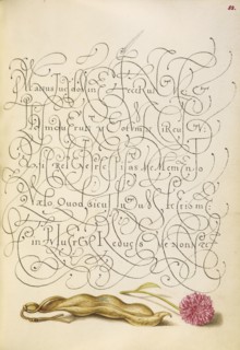Kidney Bean and English Daisy; Joris Hoefnagel, Flemish , Hungarian, 1542 - 1600, and Georg Bocskay, Hungarian, died 1575