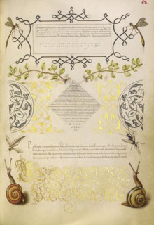 Insects, Basil Thyme, and Land Snails; Joris Hoefnagel, Flemish , Hungarian, 1542 - 1600, and Georg Bocskay, Hungarian, died