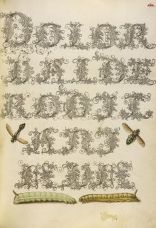 Potter Wasp, Hover Fly, and Caterpillars; Joris Hoefnagel, Flemish , Hungarian, 1542 - 1600, and Georg Bocskay, Hungarian
