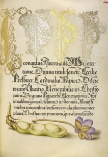 Broad Bean and Liverleaf; Joris Hoefnagel, Flemish , Hungarian, 1542 - 1600, and Georg Bocskay, Hungarian, died 1575, Vienna
